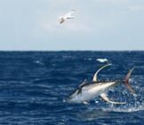 Yellowfin Tuna, Jumping And Diving Photo By: Noaa Fishwatch (See Gallery) / Public Domain