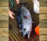 Yellowfin Tuna During A Longline Fishing Research Photo By: Allen Shimada, Noaa Nmfs Ost [Public Domain]