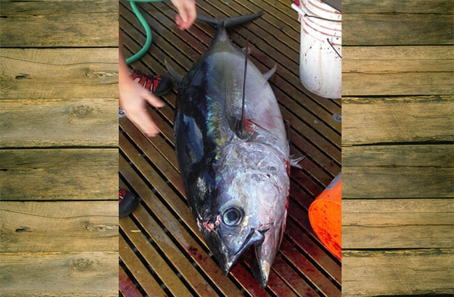 Yellowfin Tuna during a longline fishing research Photo by: Allen Shimada, NOAA NMFS OST [Public domain]