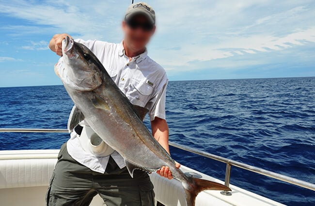 A sport fisherman shows his Greater Amberjack Photo by: Amanda Nalley / Florida Fish and Wildlife https://creativecommons.org/licenses/by/2.0/ 