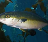 Yellowtail Amberjack, Or Great Amberjackphoto By: Brian Gratwickehttps://Creativecommons.org/Licenses/By/2.0/