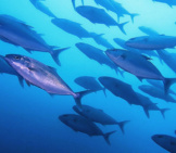 A School Of Japanese Amberjack Off The Northeast Coast Of Taiwan Photo By: Longdongdiver (Vincent C. Chen) Cc By-Sa Https://Creativecommons.org/Licenses/By-Sa/4.0 