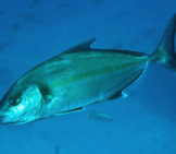 An Amberjack At North Solitary Island, New South Wales Photo By: Ian V. Shaw / Reef Life Survey Cc By Https://Creativecommons.org/Licenses/By/3.0 