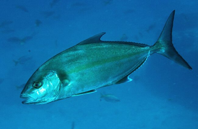 An Amberjack at North Solitary Island, New South Wales Photo by: Ian V. Shaw / Reef Life Survey CC BY https://creativecommons.org/licenses/by/3.0 