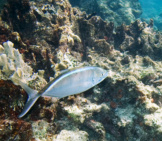 Closeup Of A Bar Jack Fish Swimming Near The Coral Photo By: Paul Asman And Jill Lenoble Https://Creativecommons.org/Licenses/By/2.0/ 