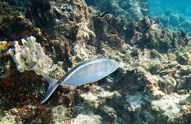 Closeup of a Bar Jack fish swimming near the coral Photo by: Paul Asman and Jill Lenoble https://creativecommons.org/licenses/by/2.0/ 