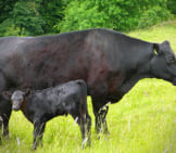 Black Angus Cow And Calf Photo By: Tim Green Https://Creativecommons.org/Licenses/By/2.0/ 