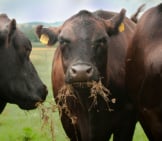 Black Angus Cows Are Grazing On Organic Pastures Photo By: Photo By: U.s. Department Of Agriculture [Public Domain] Https://Creativecommons.org/Licenses/By/2.0/ 
