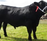 Champion Black Angus Bull, Skaill Erik G680 Photo By: Robert Scarth Https://Creativecommons.org/Licenses/By/2.0/ 