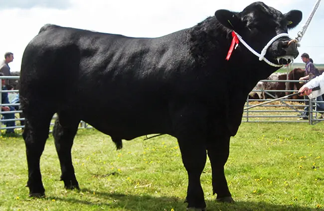 champion Black Angus bull, Skaill Erik G680 Photo by: Robert Scarth https://creativecommons.org/licenses/by/2.0/ 