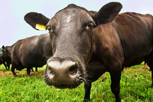 Curious Black Angus steerPhoto by: U.S. Department of Agriculture [public domain]https://creativecommons.org/licenses/by/2.0/