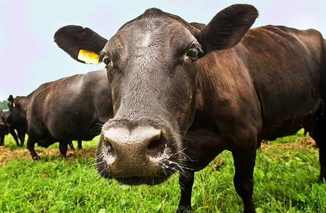 Curious Black Angus steerPhoto by: U.S. Department of Agriculture [public domain]https://creativecommons.org/licenses/by/2.0/