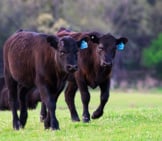 Black Angus Calves Photo By: Pen_Ash From Pixabay Https://Pixabay.com/Photos/Cow-Calf-Black-Angus-Cattle-4529277/ 
