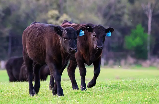 Black Angus calves Photo by: pen_ash from Pixabay https://pixabay.com/photos/cow-calf-black-angus-cattle-4529277/ 