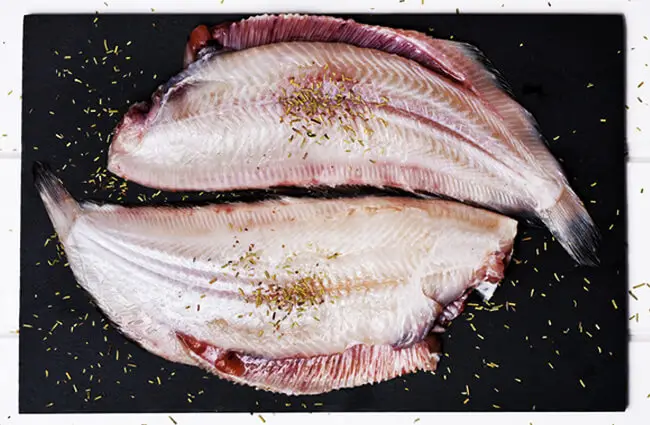 Raw filleted Common Sole Photo by: (c) nito www.fotosearch.com