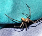 Brown Recluse, Or Violin Spider Hiding Under A Cushion Photo By: Robby Lockeby From Pixabay Https://Pixabay.com/Photos/Spider-Pest-Brown-Recluse-1448506/ 