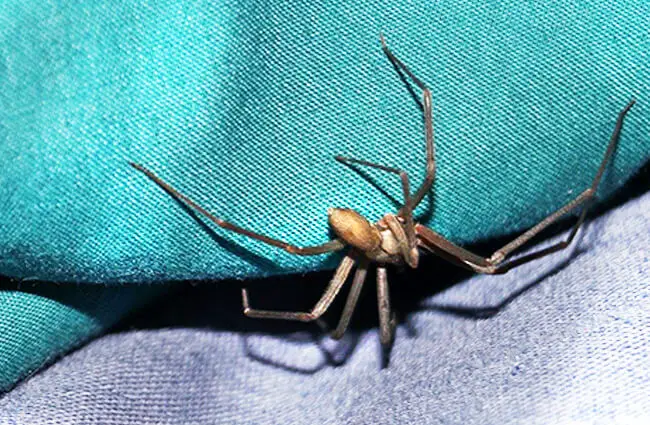 Brown Recluse, or Violin Spider hiding under a cushion Photo by: Robby Lockeby from Pixabay https://pixabay.com/photos/spider-pest-brown-recluse-1448506/ 