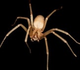 Brown Recluse Spider At The Smithsonian Institute Insect Zoo Photo By: Smithsonian Institution-Nmnh-Insect Zoo Https://Creativecommons.org/Licenses/By/2.0/ 