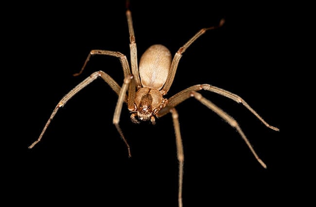 Brown Recluse spider at the Smithsonian Institute Insect Zoo Photo by: Smithsonian Institution-NMNH-Insect Zoo https://creativecommons.org/licenses/by/2.0/ 
