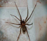 Brown Recluse, Violin Spider Photo By: Eje Gustafsson Https://Creativecommons.org/Licenses/By/2.0/ 