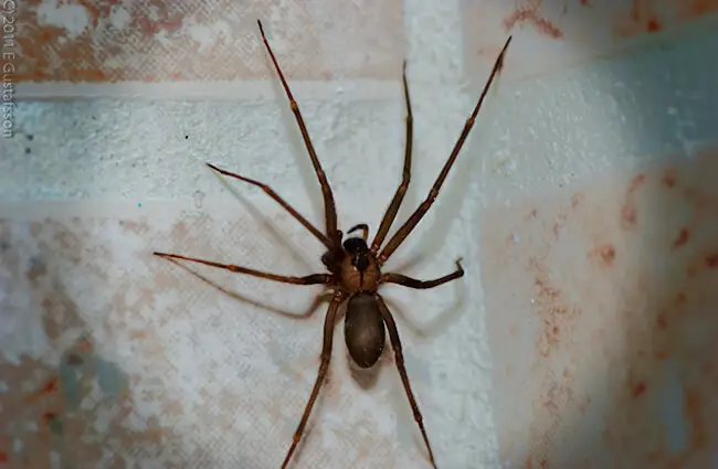 Brown Recluse, Violin Spider Photo by: Eje Gustafsson https://creativecommons.org/licenses/by/2.0/ 