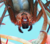 Ultra-Closeup Of A Female Brown Recluse Spiderphoto By: Mike Keelinghttps://Creativecommons.org/Licenses/By/2.0/