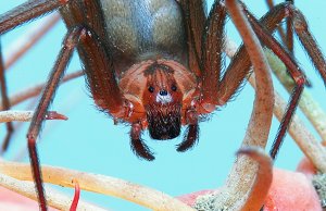 Ultra-closeup of a female Brown Recluse spiderPhoto by: Mike Keelinghttps://creativecommons.org/licenses/by/2.0/