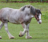 Dapple-Grey Clydesdale Enjoying The Day In His Pasture Photo By: Anna Borenstein Https://Creativecommons.org/Licenses/By/2.0/ 