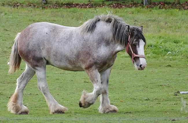 Dapple-grey Clydesdale enjoying the day in his pasture Photo by: Anna Borenstein https://creativecommons.org/licenses/by/2.0/ 