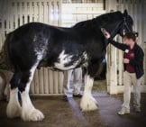 Beautiful Black And White Clydesdale Being Groomed Photo By: David Shane Https://Creativecommons.org/Licenses/By/2.0/ 