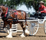 Clydesdale Pulling A Cart At Showphoto By: Jeanhttps://Creativecommons.org/Licenses/By/2.0/