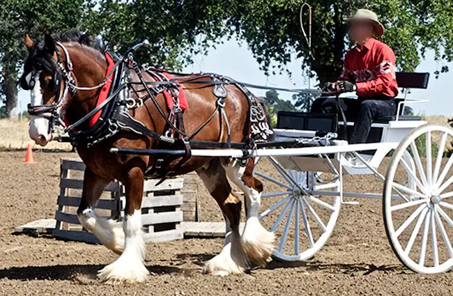 Clydesdale pulling a cart at showPhoto by: Jeanhttps://creativecommons.org/licenses/by/2.0/