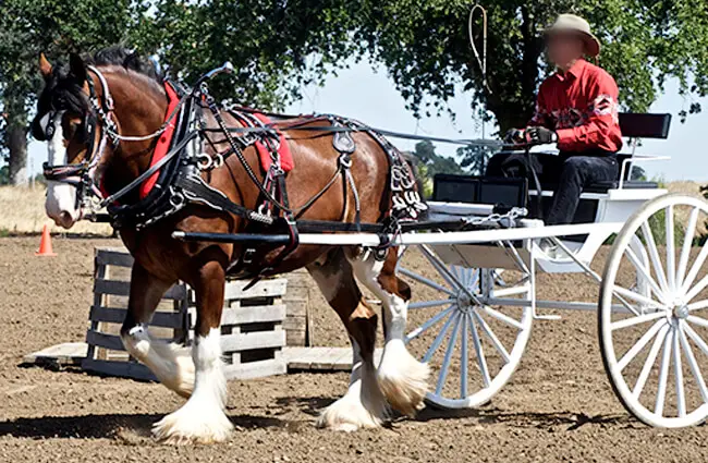 The Amazing Life Span Of A Clydesdale A Deep Dive - fq2loun