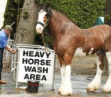 Clydesdale Waiting For A Bath Photo By: Christine Sutcliffe Https://Creativecommons.org/Licenses/By/2.0/ 