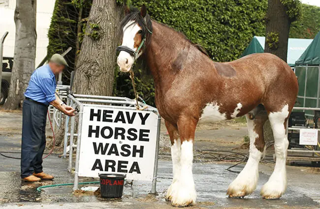Clydesdale waiting for a bath Photo by: Christine Sutcliffe https://creativecommons.org/licenses/by/2.0/ 