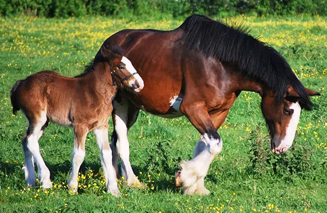 Clydesdale mare with her foal at pasture Photo by: skeeze from Pixabay https://pixabay.com/photos/clydesdales-horses-colt-mare-1105207/ 