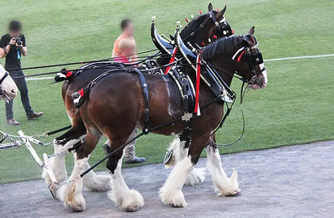Budweiser Clydesdale Photo by: Eli Christman https://creativecommons.org/licenses/by/2.0/ 
