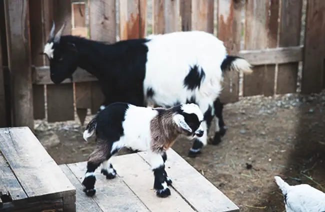 Mama Fainting Goat with her kid Photo by: WineCountry Media / www.winecountry.com https://creativecommons.org/licenses/by/2.0/ 