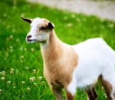 Portrait Of A Fainting Goatphoto By: Jeanhttps://Creativecommons.org/Licenses/By/2.0/