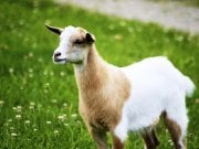 Portrait of a Fainting GoatPhoto by: Jeanhttps://creativecommons.org/licenses/by/2.0/