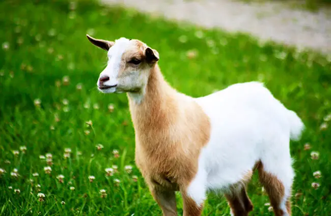 Portrait of a Fainting GoatPhoto by: Jeanhttps://creativecommons.org/licenses/by/2.0/