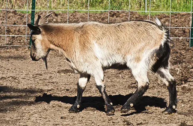 Bob the Fainting Goat Photo by: Jean https://creativecommons.org/licenses/by/2.0/ 