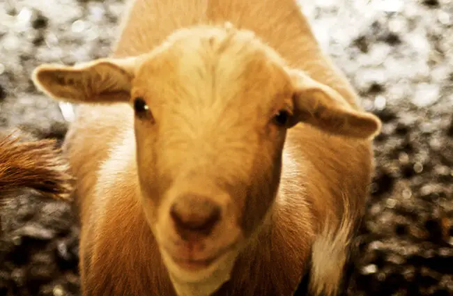 Butterbean the Failing Goat Photo by: Jean https://creativecommons.org/licenses/by/2.0/
