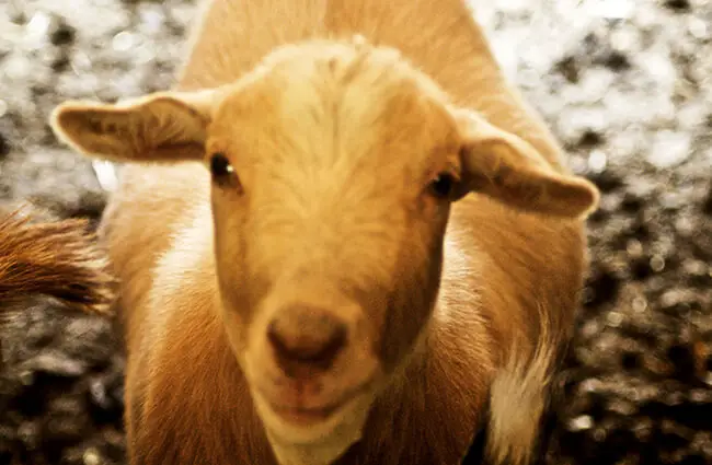 Goat - Description, Habitat, Image, Diet, and Interesting Facts