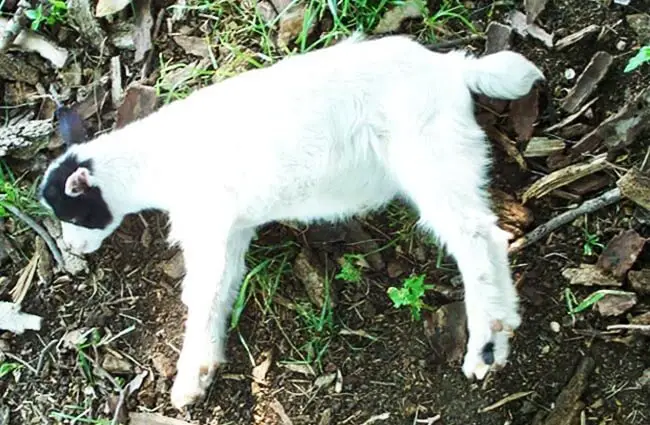 Молодой козел в обмороке Фото: Redleg из английской Википедии/общественное достояние