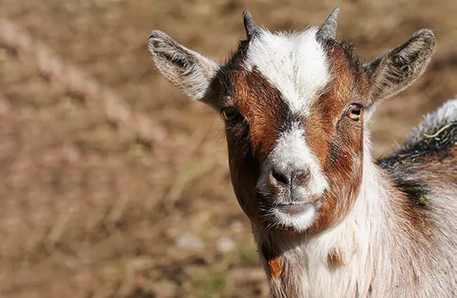 Fainting Goat selfie! Photo by: Böhringer Friedrich CC BY-SA (https://creativecommons.org/licenses/by-sa/2.5 ) 
