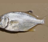 Florida Pompano Caught In Brazil Photo By: Cláudio Dias Timm / Cc By-Sa Https://Creativecommons.org/Licenses/By-Sa/2.0 