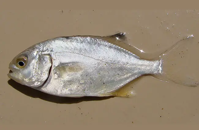 Florida Pompano caught in Brazil Photo by: Cláudio Dias Timm / CC BY-SA https://creativecommons.org/licenses/by-sa/2.0 