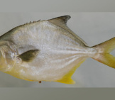 Florida Pompano From The Lower Chesapeake Bay, Virginia Photo By: Smithsonian Environmental Research Center Cc By Https://Creativecommons.org/Licenses/By/2.0 