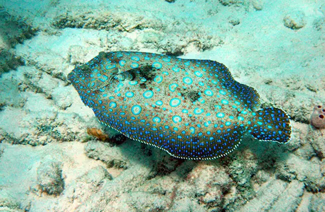 funny-looking Peacock Flounder Photo by: Chika Watanabe https://creativecommons.org/licenses/by/2.0/ 